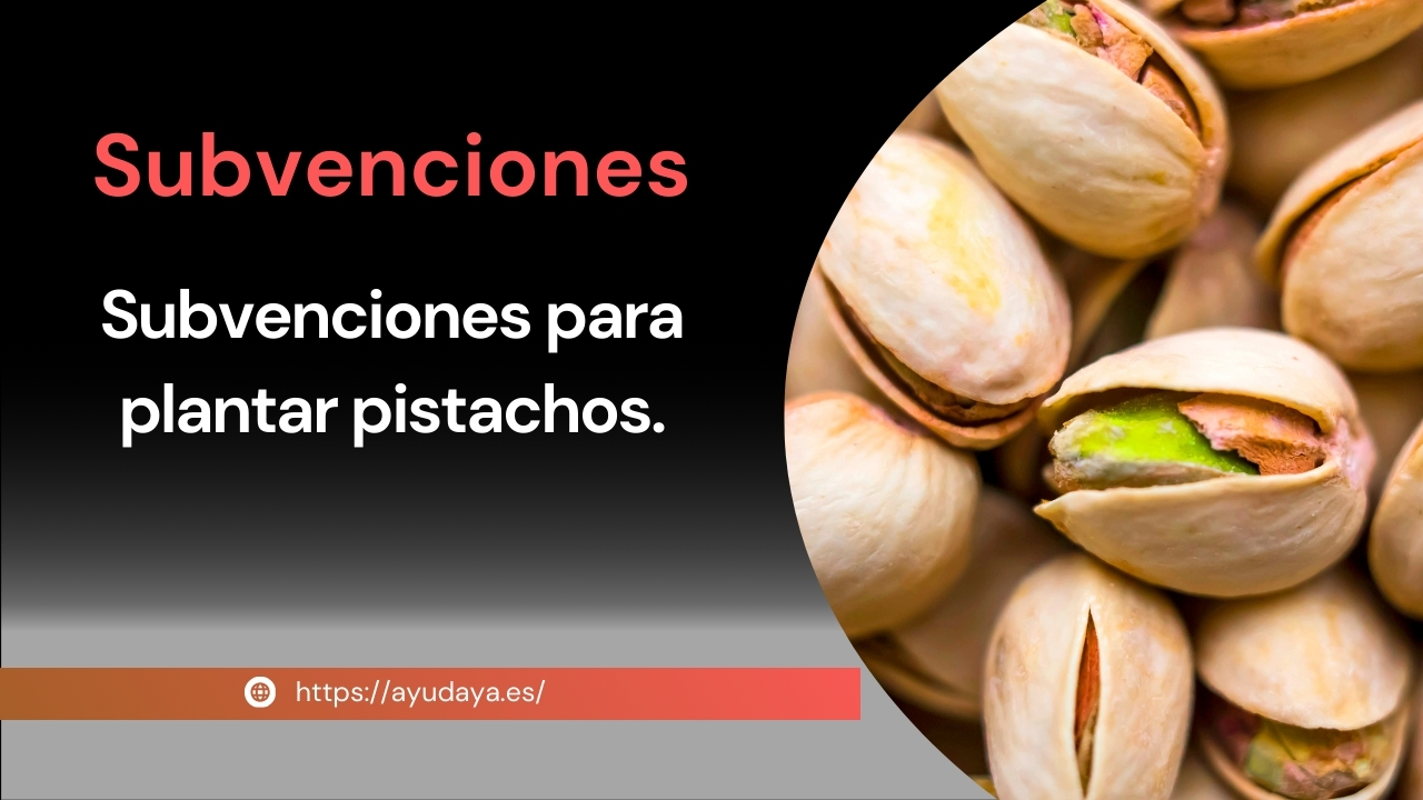 Subvenciones para Plantar Pistachos
