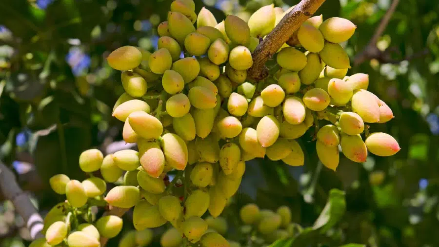 ayudas para cultivar pistachos en españa