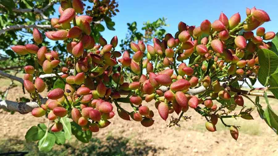 subvenciones para cultivar pistachos